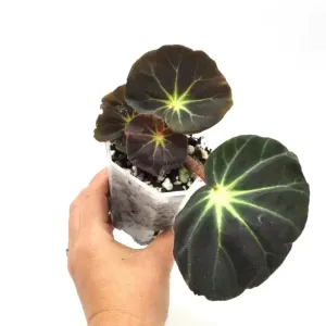 Begonia subacida